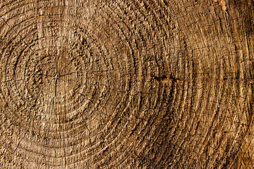 Tree stump wood bark grain texture vintage background