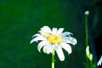 Nature daisy flower, bellis perennis © Udorn1976