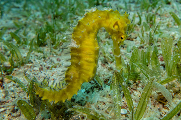 Hippocampus Sea ​​horse in the Red Sea Colorful and beautiful, Eilat Israel