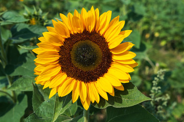 Grosse gelbe Sonnenblume