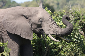 Afrikanischer Elefant / African elephant / Loxodonta africana