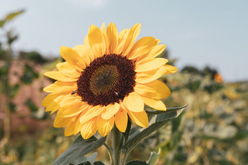 Fototapeta premium Schöne grossen Sonnenblume auf dem Feld