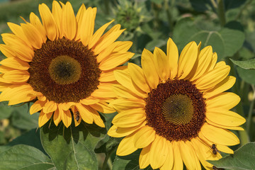 Sonnenblumen
