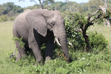 Afrikanischer Elefant / African elephant / Loxodonta africana