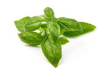 Fresh basil leaves, close-up, isolated on white background