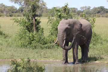 Afrikanischer Elefant / African elephant / Loxodonta africana