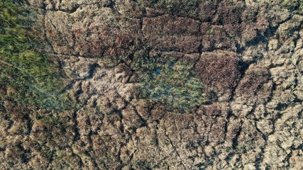 Lawn texture of dead dry grass from top view, wallpaper background. Earth texture