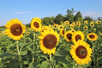 馬見丘陵公園のひまわり畑