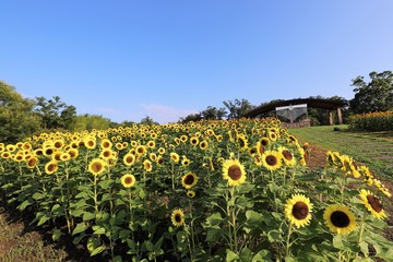 Obraz premium 馬見丘陵公園のひまわり畑