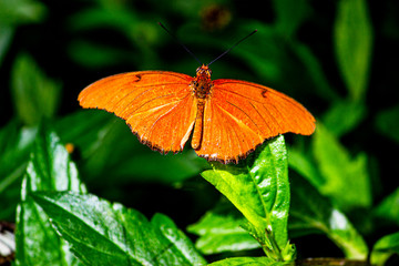 Orange Butterfly sitting on a leaf.