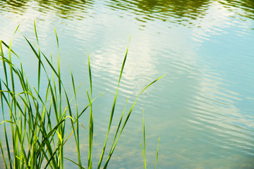Obraz premium Young green reed on the background of the reservoir