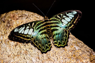 Yellow and white and black Butterfly sitting on a big rock