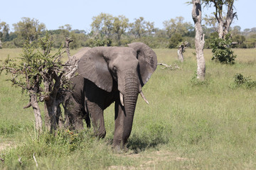 Afrikanischer Elefant / African elephant / Loxodonta africana