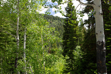 Fototapeta premium trees in forest hiking green organic nature peace life summer green relax and explore 