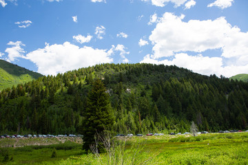 trees in forest hiking green organic nature peace life summer green relax and explore 