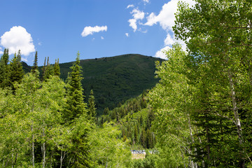 trees in forest hiking green organic nature peace life summer green relax and explore 