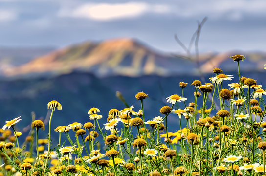Detail Of California Wild Flowers With Mountains In The Background; Selective Focus.