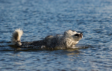 Fototapeta premium dog in water breed alaskan malamute