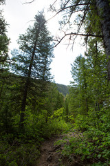 Fototapeta premium trees in forest hiking green organic nature peace life summer green relax and explore 
