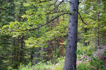 trees in forest hiking green organic nature peace life summer green relax and explore 