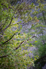 trees in forest hiking green organic nature peace life summer green relax and explore 