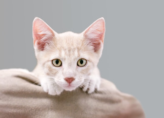 A cute tabby domestic shorthair kitten peeking over the edge of its bed