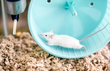 A small white domesticated pet mouse with red eyes running on an exercise wheel in its cage