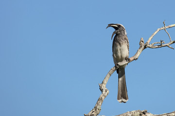 Grautoko / Grey hornbill / Tockus nasutus