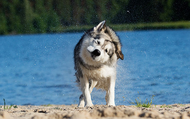 dog in water breed alaskan malamute