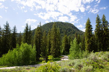 trees in forest hiking green organic nature peace life summer green relax and explore 