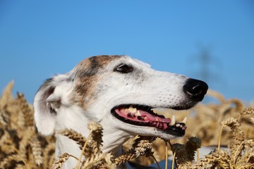 beautiful galgo head portrait in a corn field at a sunny summer day