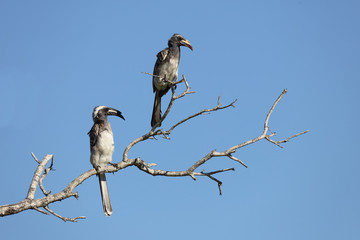 Grautoko / Grey Hornbill / Tockus nasutus