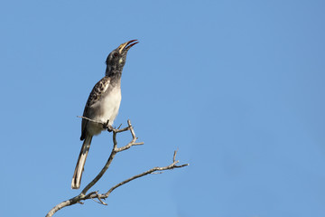 Grautoko / Grey Hornbill / Tockus nasutus