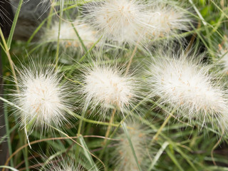 Herbe aux écouvillons aux épis soyeux blanc (Pennisetum alopecuroides)