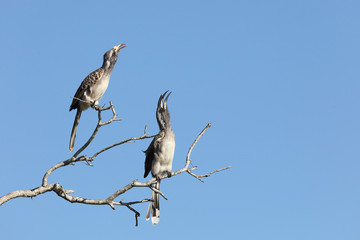 Grautoko / Grey Hornbill / Tockus nasutus