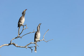 Grautoko / Grey Hornbill / Tockus nasutus