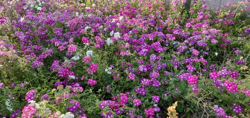 purple flowers in the garden