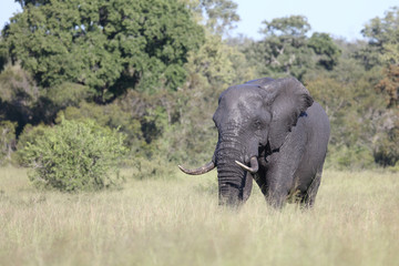 Afrikanischer Elefant / African elephant / Loxodonta africana