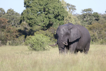 Afrikanischer Elefant / African elephant / Loxodonta africana
