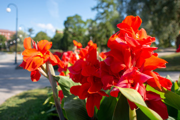Big red flowers with a blue sky in the background.