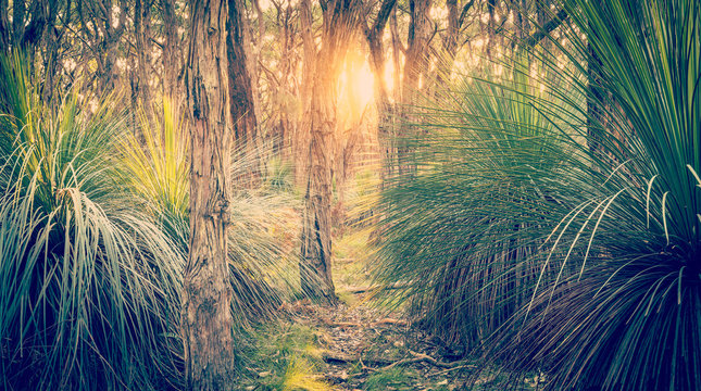 Golden Forest