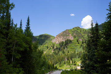 trees in forest hiking green organic nature peace life summer green relax and explore 