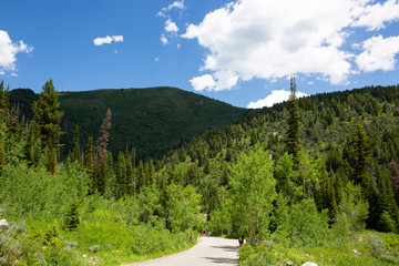 trees in forest hiking green organic nature peace life summer green relax and explore 