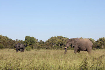 Fototapeta premium Afrikanischer Elefant / African elephant / Loxodonta africana