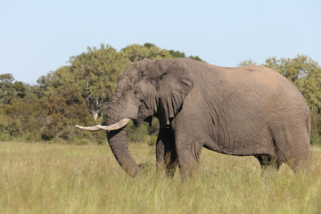 Afrikanischer Elefant / African elephant / Loxodonta africana