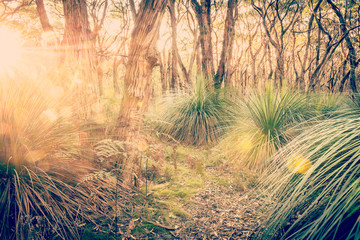 Golden Forest Filtered