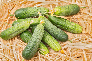 cucumber