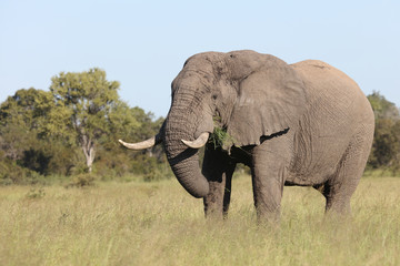 Afrikanischer Elefant / African elephant / Loxodonta africana