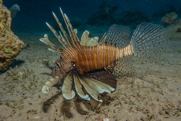 Lion fish in the Red Sea colorful fish, Eilat Israel