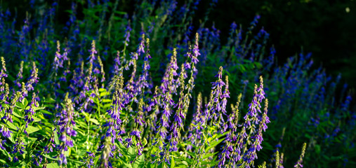 Obraz premium Purple flowers in meadow. Blooming fodder Eastern Galega or Galega Orientalis, in wild, Russian landscape of the Moscow region